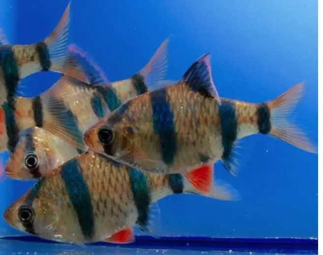 Tigerbarb