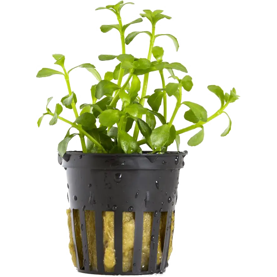 Bacopa Crenata (Monnieri)