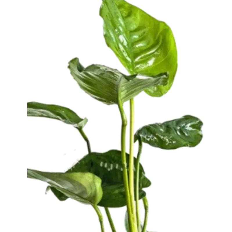 Anubias barteri