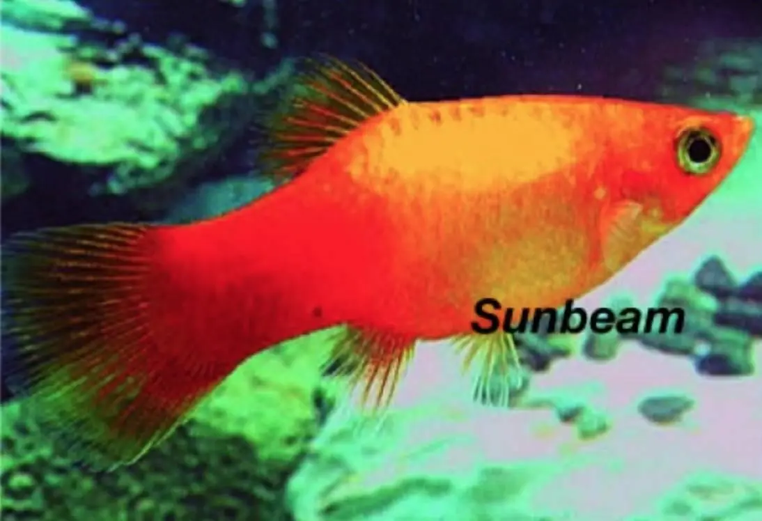 Platy Sunset Neon - Xiphophorus maculatus