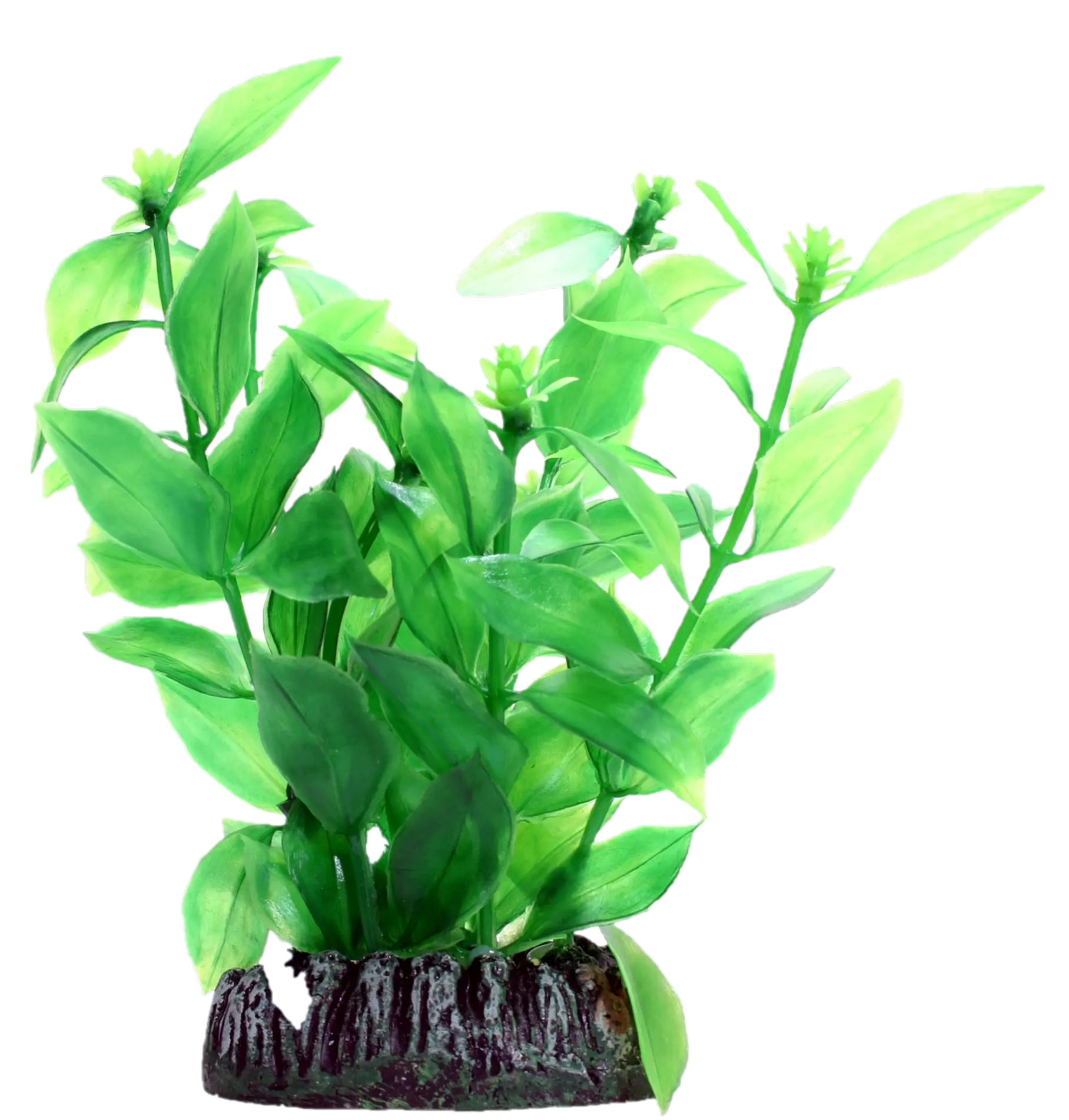 Hygrophila
