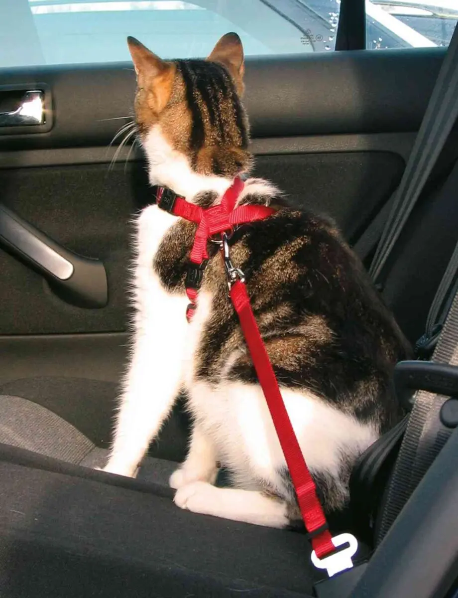 Bilsele Katt