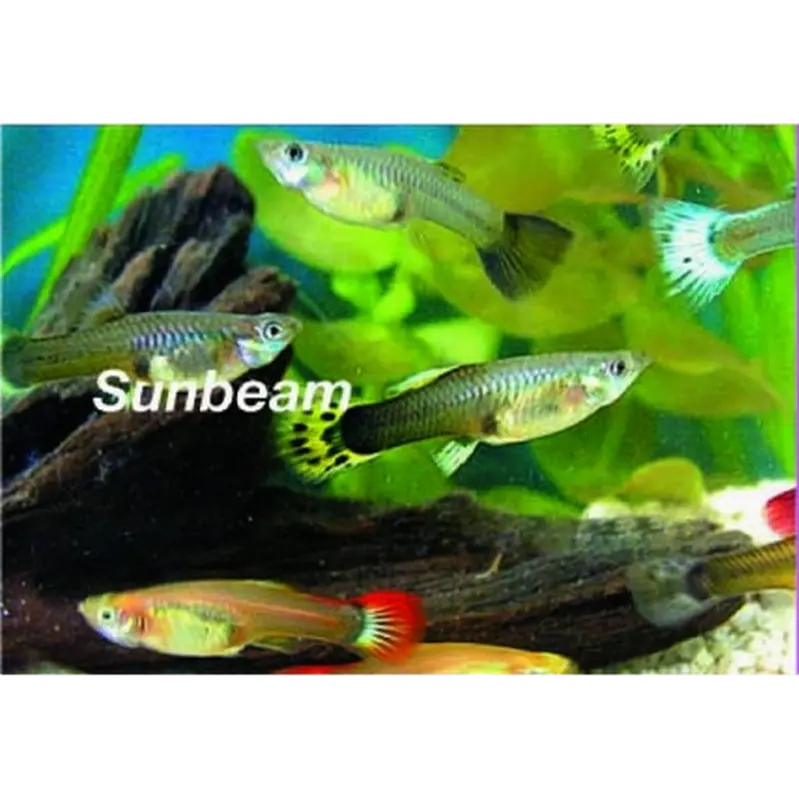 Guppy Hona