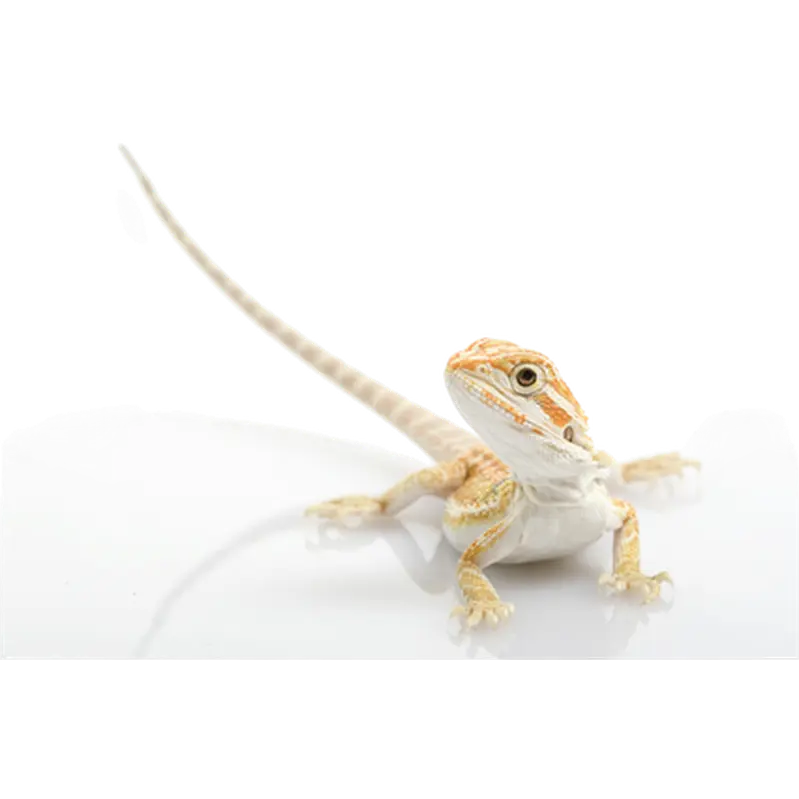Reptil: Dvärgskäggagam Pogona henrylawsoni