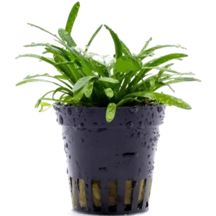 Sagittaria subulata