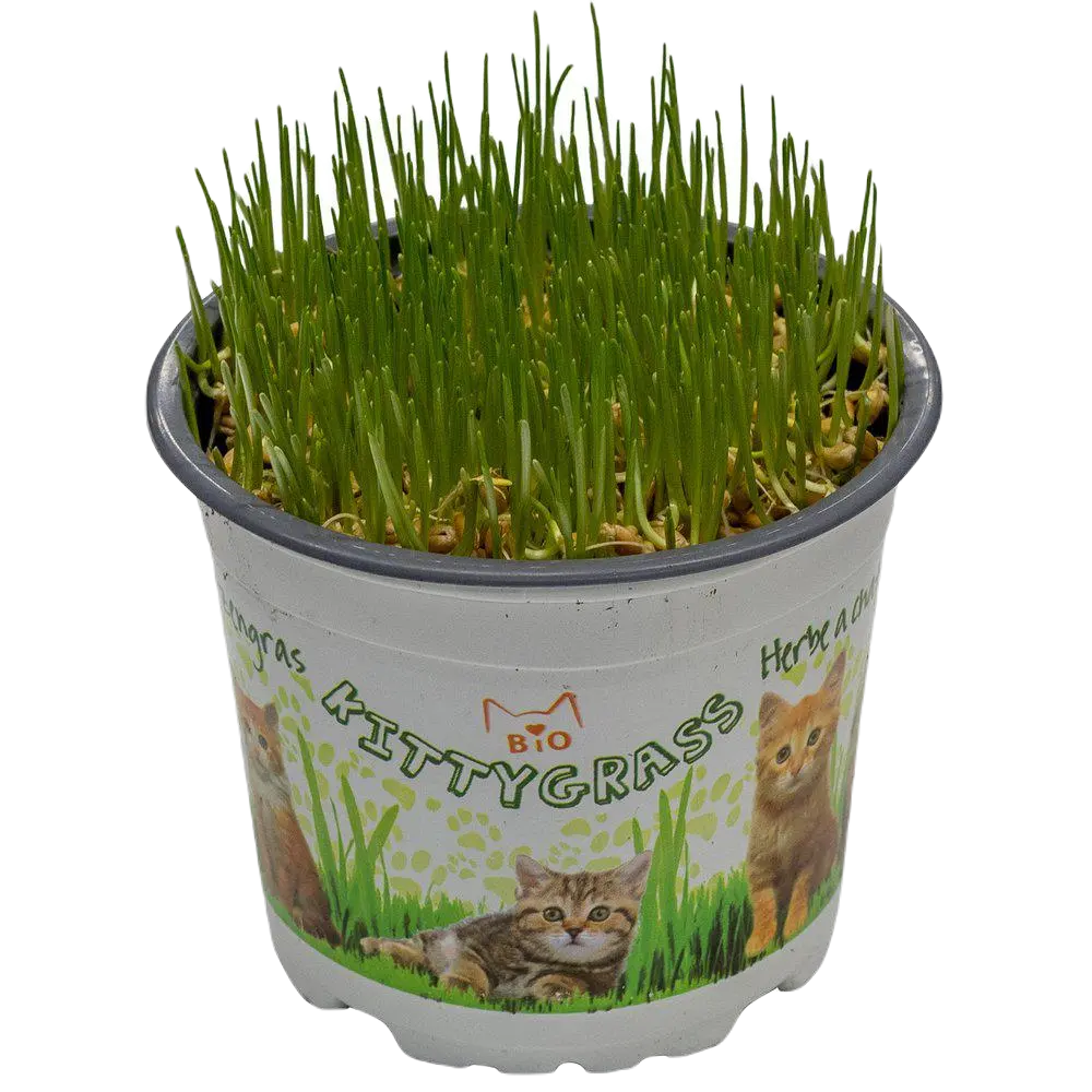 Kittygrass Kattgräs Bio 10 cm kruka