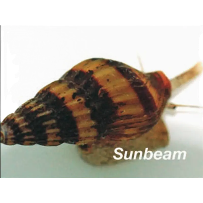 Snäckätande snäcka