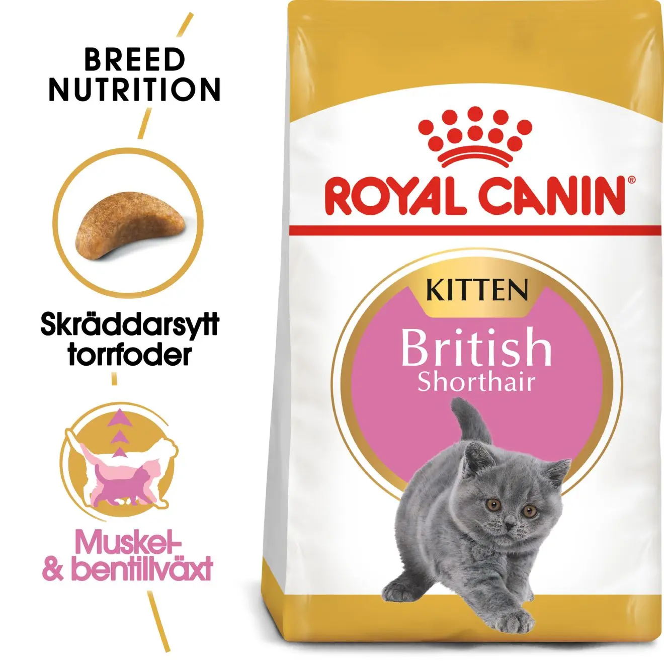 British Shorthair Kitten Torrfoder för kattunge