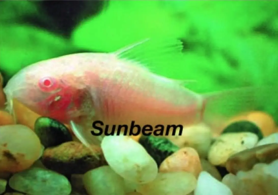Albino Pansarmal