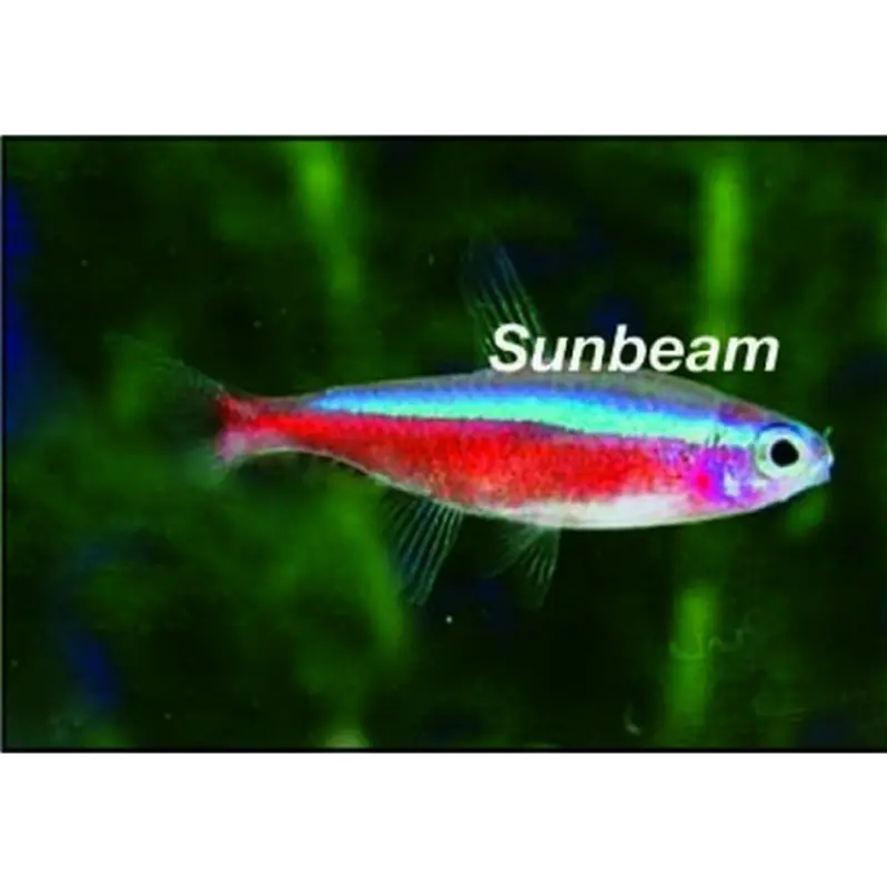 Cardinaltetra