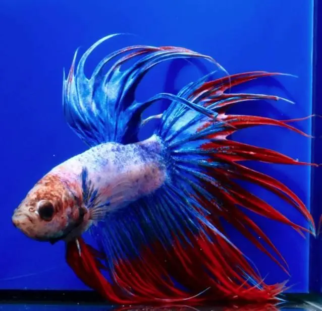Crowntail - Betta splendens
