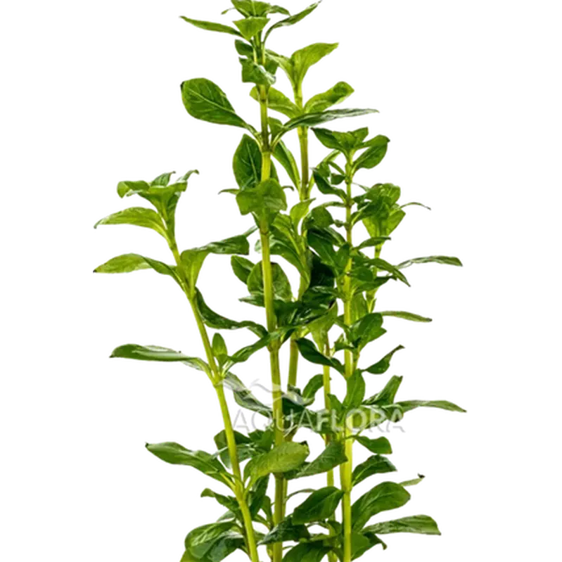 Hygrophila polysperma
