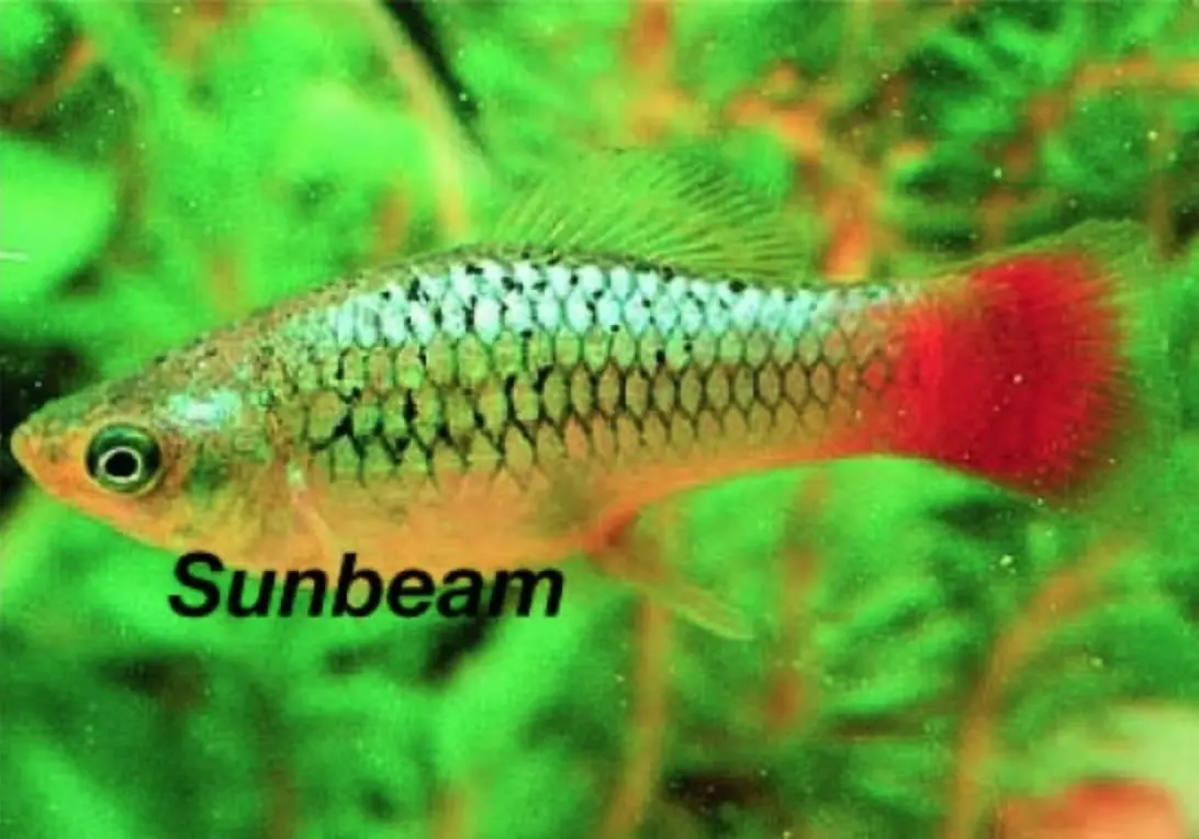 Platy Indian Multicolor - Xiphophorus variatus