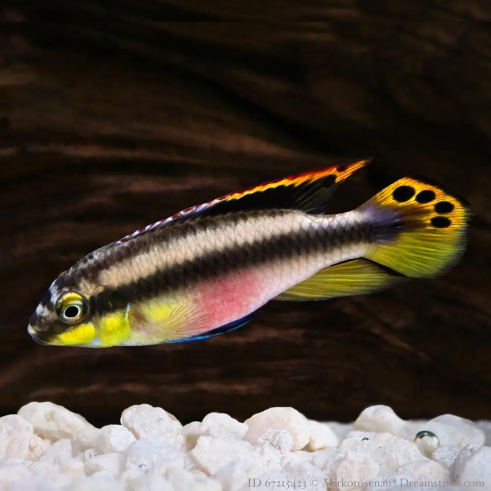 Palettciklid