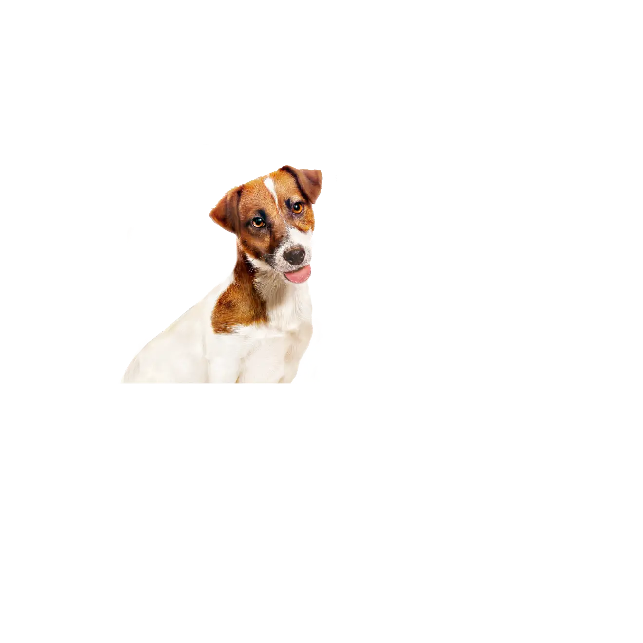 Mini Adult Våtfoder för hund