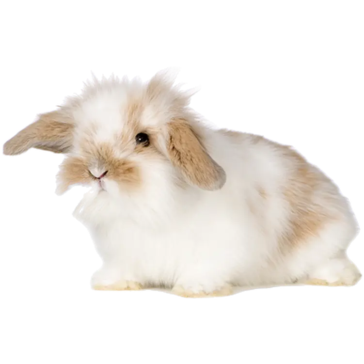 Djur: Kanin Oryctolagus cuniculus