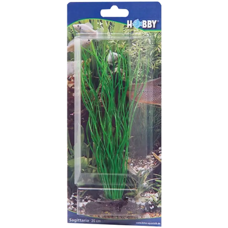 Sagittaria