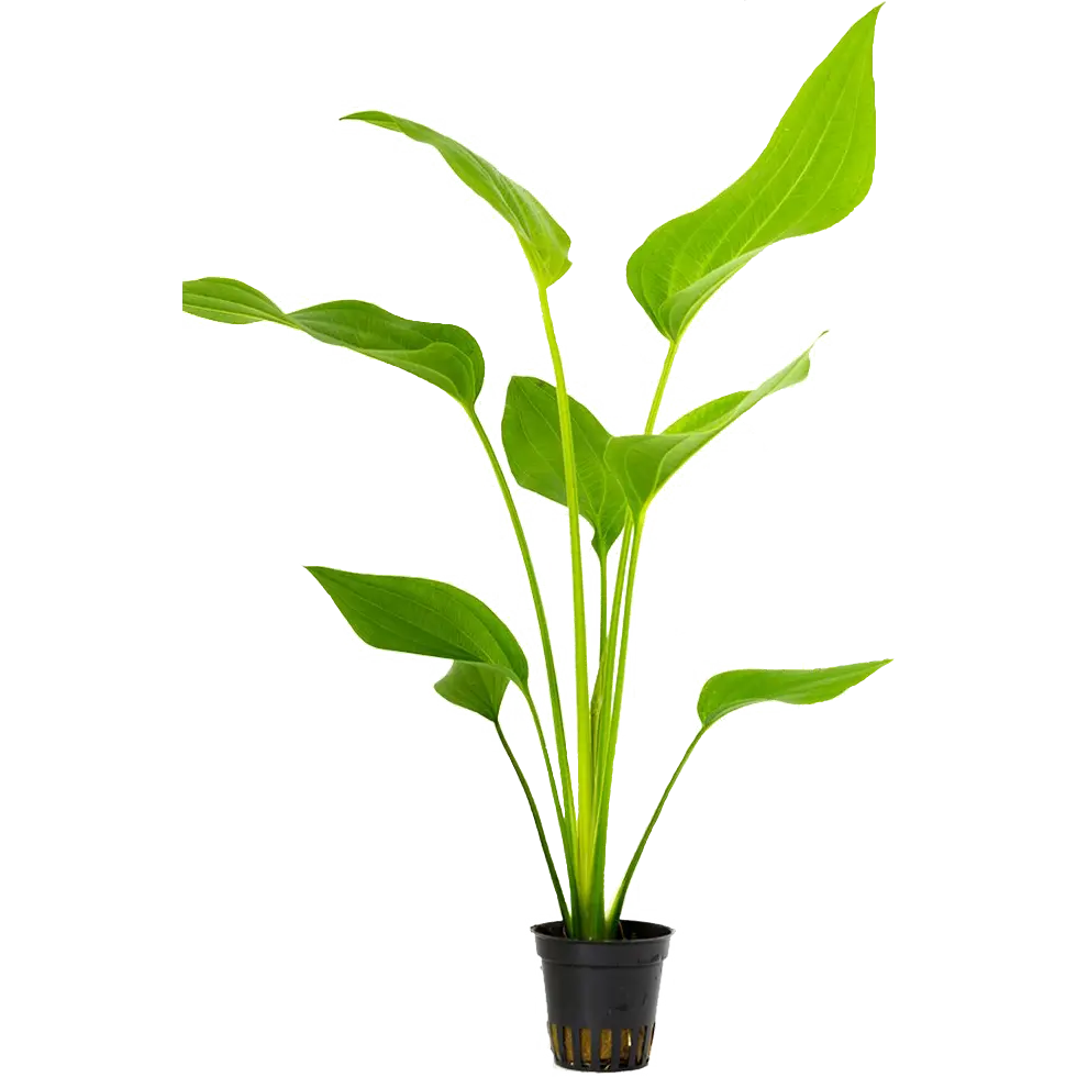 Echinodorus Palifolius
