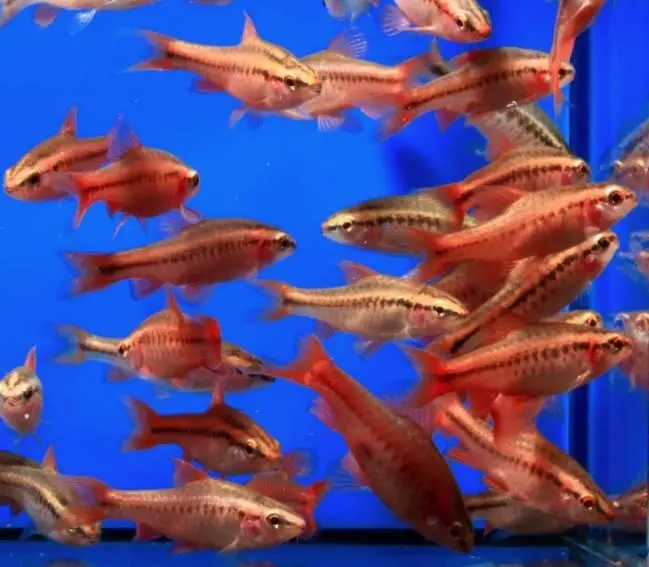 Kopparbarb