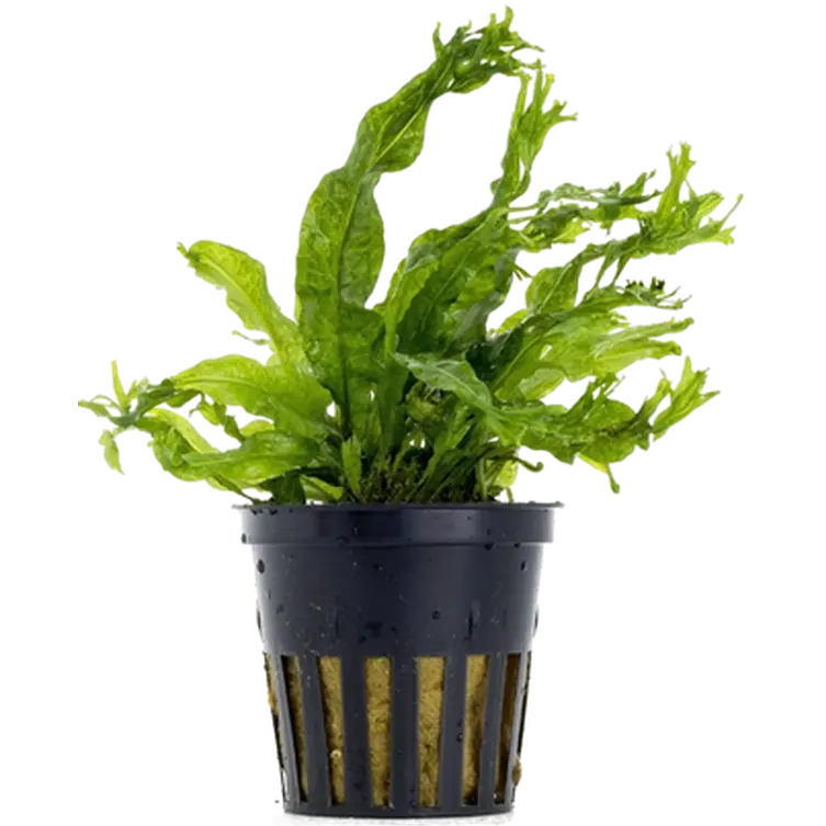 Microsorum pteropus 'Windelov'