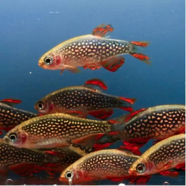 Galaxy rasbora