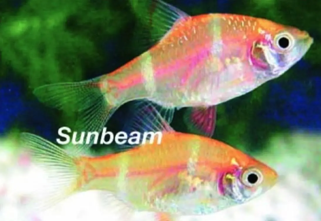 Guld Tigerbarb