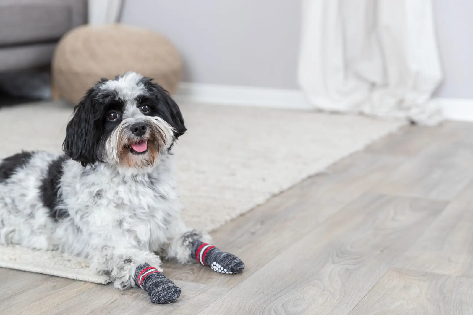 Hundsockar 2-pack non-slip