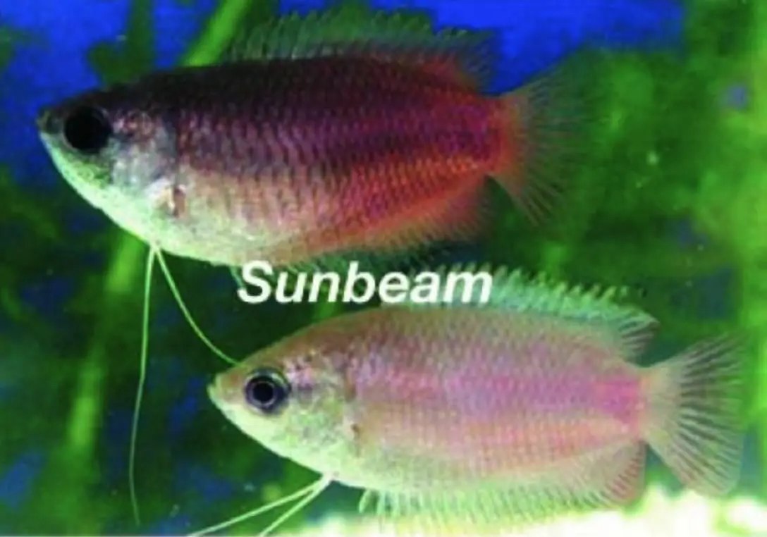 Gurami -Trichogaster chuna