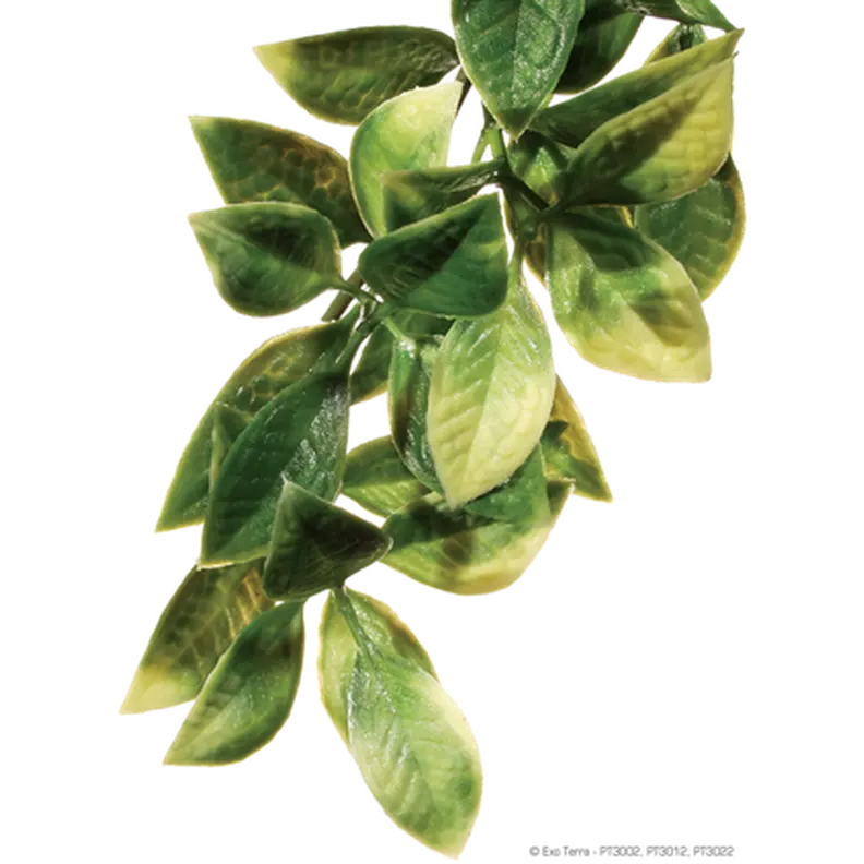 Mandarin - Hanging Rainforest/Jungle Plants