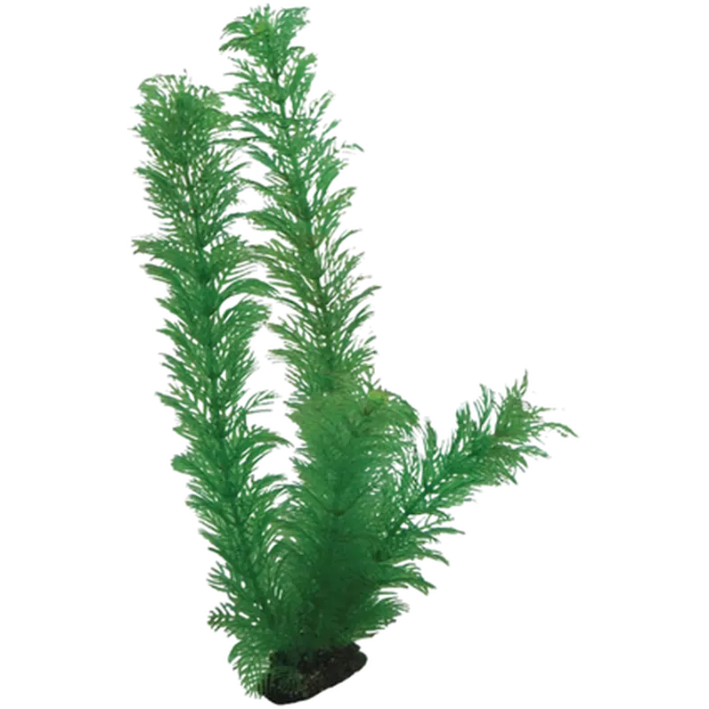 Egeria