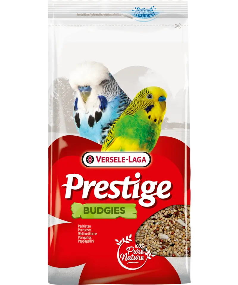 Prestige Budgie (Undulat)