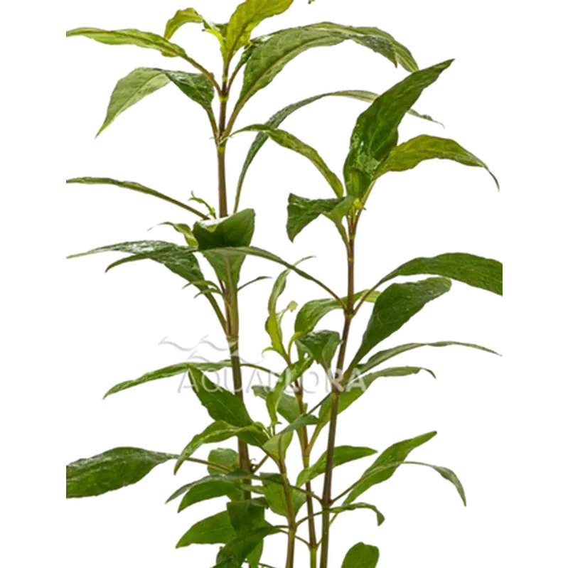 Hygrophila corymbosa 'Siamensis'
