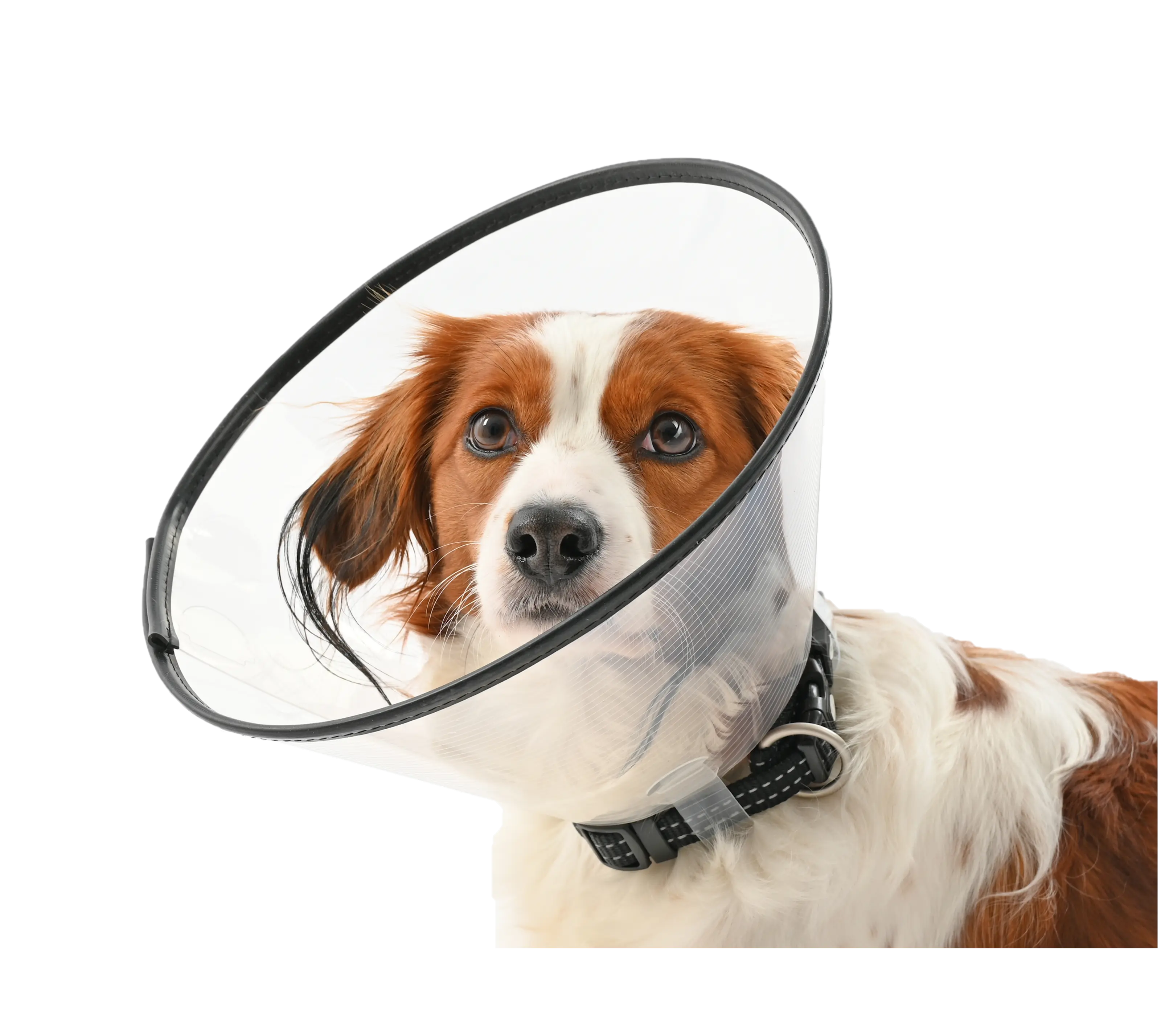 Comfort Collar