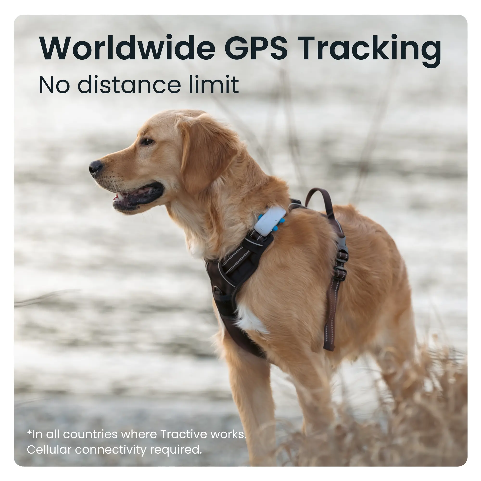 GPS-tracker för hund med aktivitetsspårning (DOG 4)