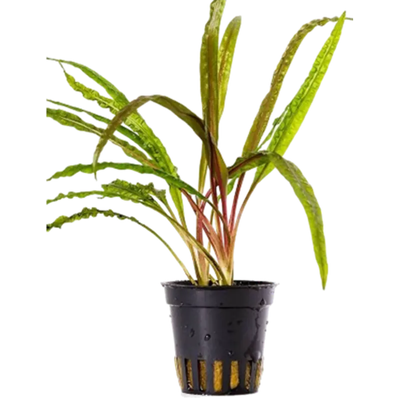 Cryptocoryne crispulata var. Balansae