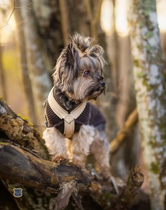 Hundsele Pro Skinnskodd Beige
