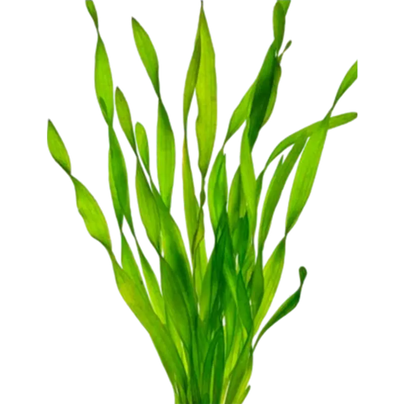 Vallisneria spiralis
