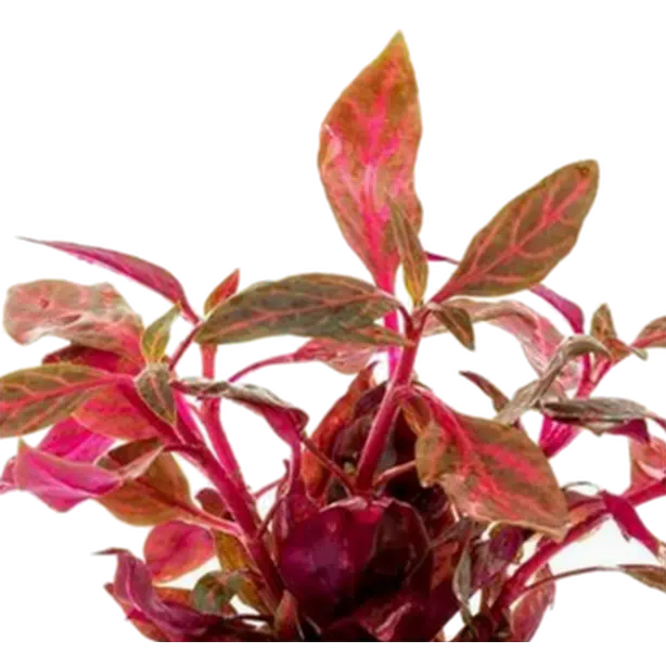 Alternanthera reineckii 'Rosanervig'