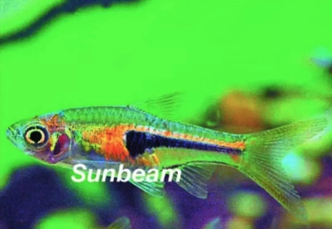 Drottningrasbora