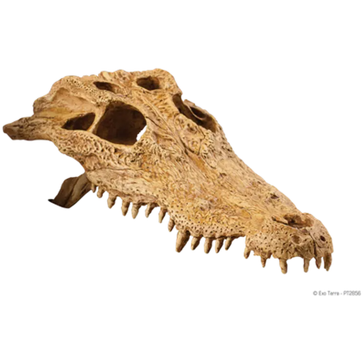 Crocodile Skull - Secure Hiding Place