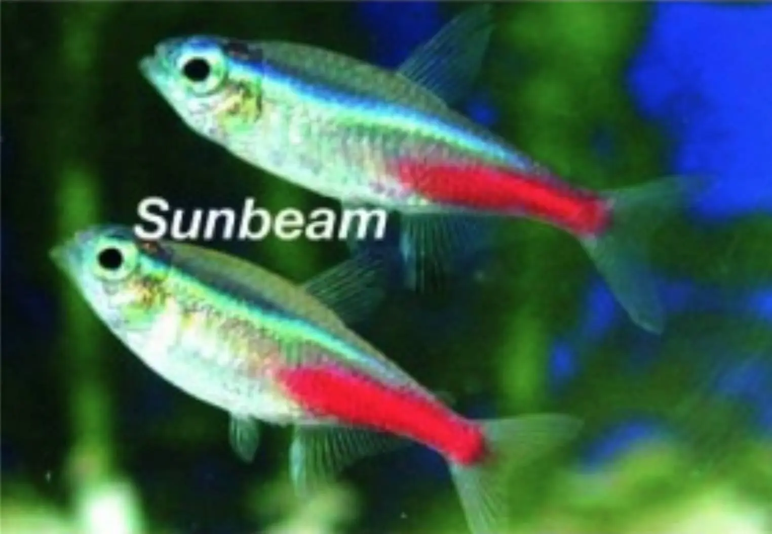 Neontetra