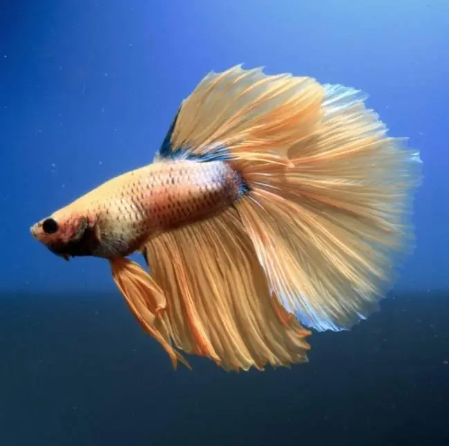 Half Moon - Betta splendens