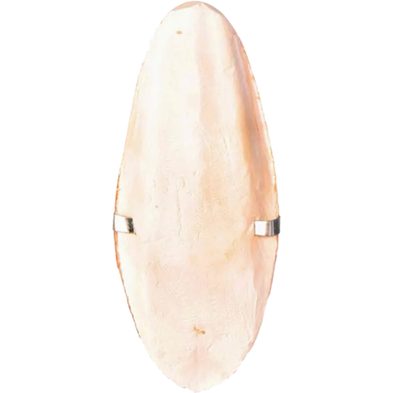 Cuttle Fish Bone with Holder Sepia