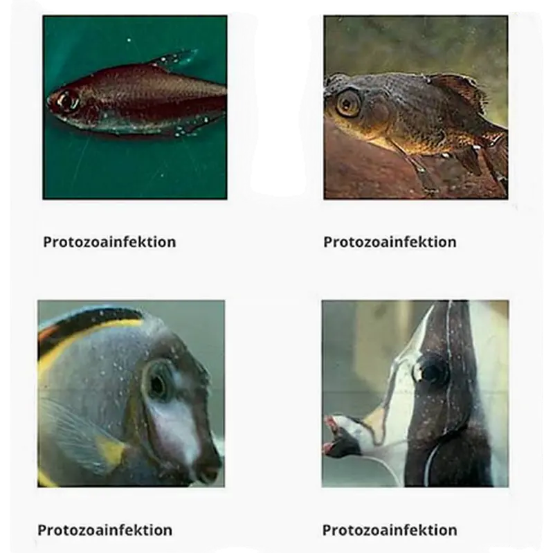 Odimor
