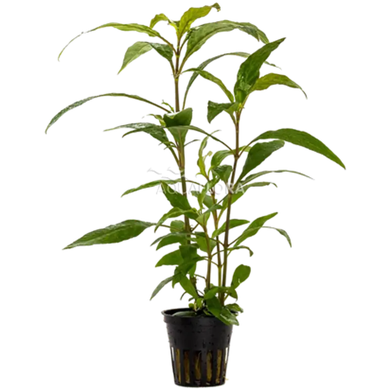 Hygrophila corymbosa 'Siamensis'