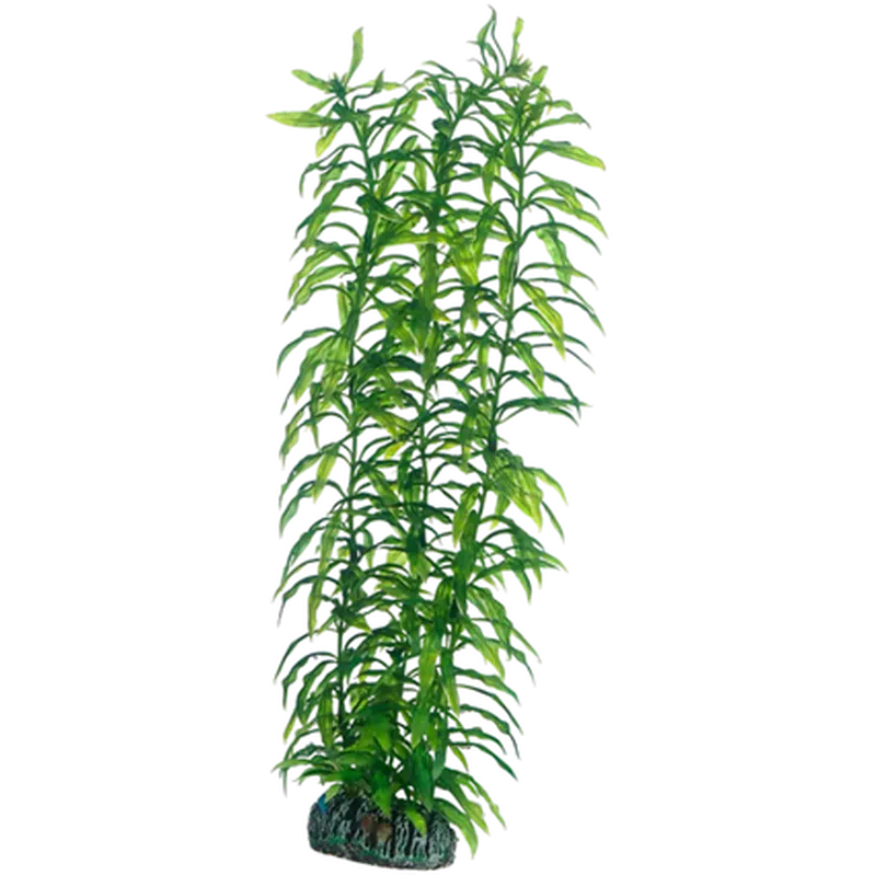 Heteranthera