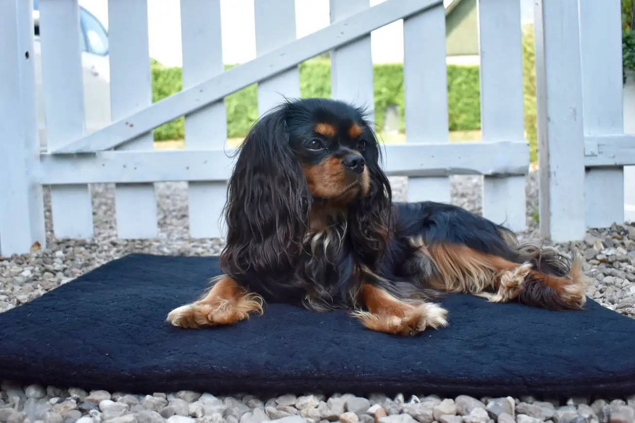 Torkdyna FlexDog Blue Granite