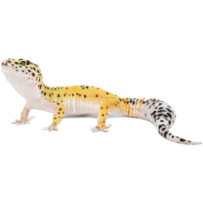 Reptil: Leopard Gecko Eublepharis macularius