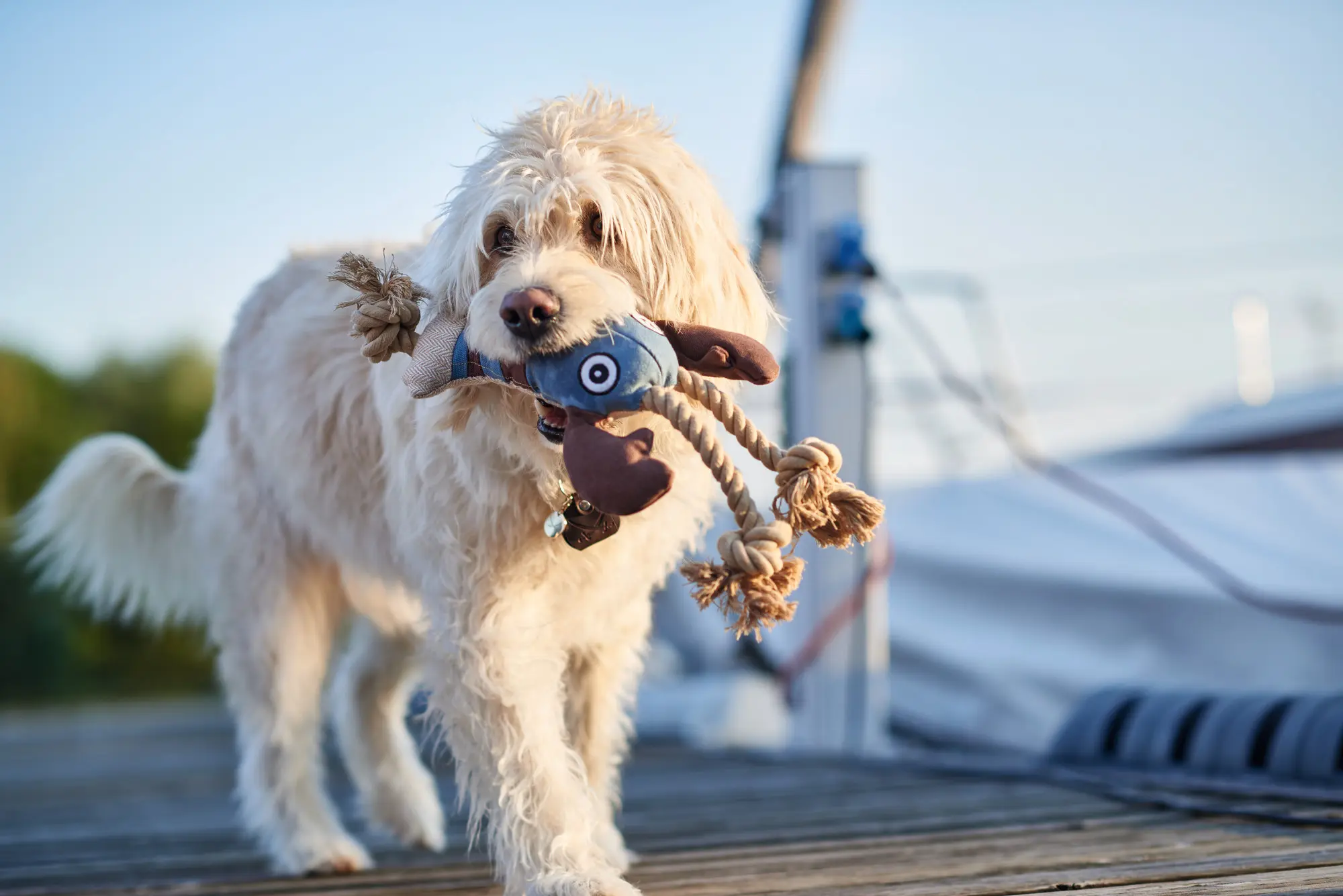 Dog Toy Canvas Sansibar Rantum Lobster