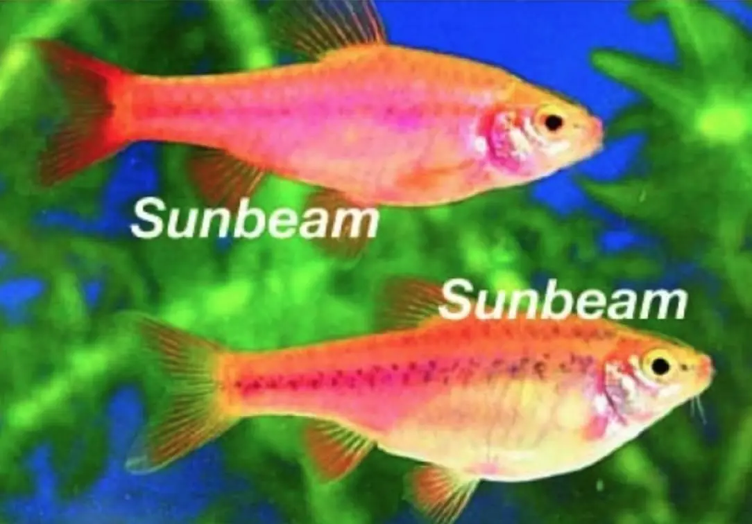 Kopparbarb